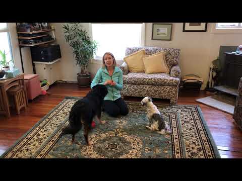 Dog Fireworks Phobia Survival Guide - Video 11: Advanced Stages of Counter Conditioning