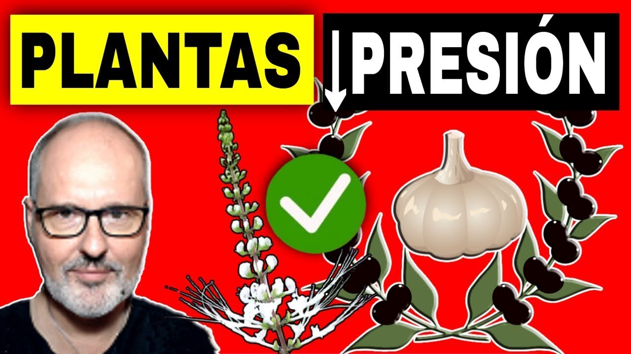 10 PLANTAS para BAJAR la PRESIÓN ALTA de forma NATURAL (HIPERTENSIÓN