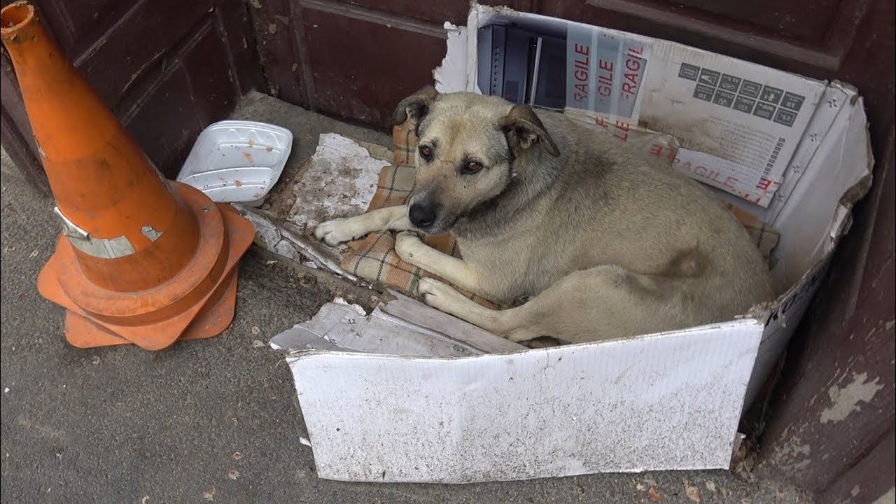 Dog Spent Entire Life On The Street Until A Tourist Spotted Her