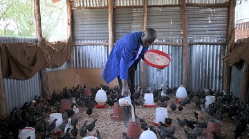 Becoming a successful chicken farmer in Kakuma refugee camp – Raphael Ewoi