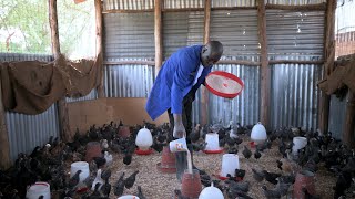 Becoming a successful chicken farmer in Kakuma refugee camp – Raphael Ewoi's story | Skills for Life screenshot 2
