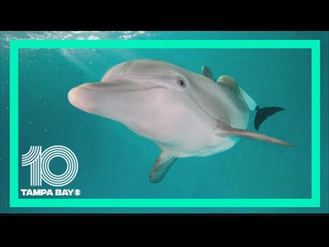 Winter the Dolphin