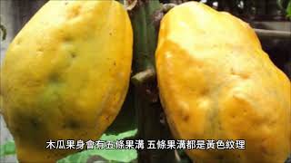 最健康水果！醫揭木瓜「一挑選重點」　籽和皮也有功用