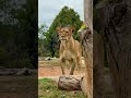 Why Lions Are the Kings of the Jungle Why Lions Are the Kings of the Jungle