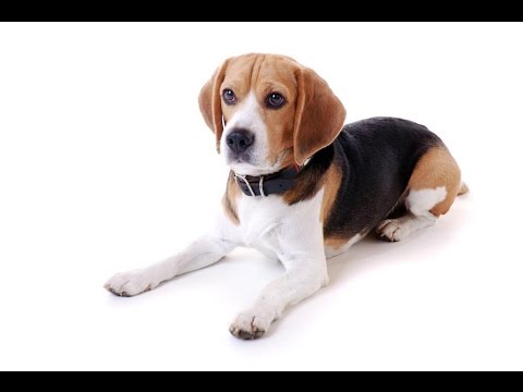 dog beagle families