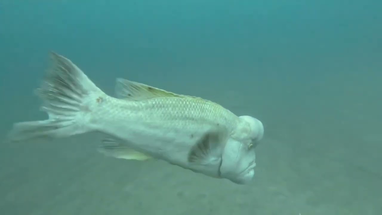 佐渡生き物語】おっさんの異名をとる佐渡の海のボス、コブダイの秘密に
