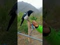 Magpie :The bird of Ladakh