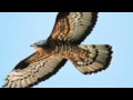 BTO Bird ID - Summer Buzzards: Common Buzzard and Honey-buzzard