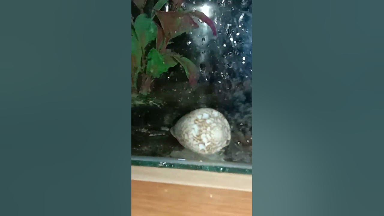 My Small Aquarium With Betta Fish And 2 Janitor Fish YouTube my-small-aquarium-with-betta-fish-and-2-janitor-fish-youtube