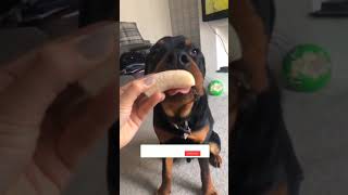 Rottweiler dog eats bananas #Rottweiler #shorts