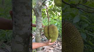 How to care for jackfruit trees to produce lots of fruit.#jackfruit #trees #growing