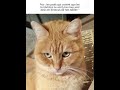 #fypviralシ #memes #trainsim #humor #danslabulledecali #fortnite #minecraft #roblox #cat #funny