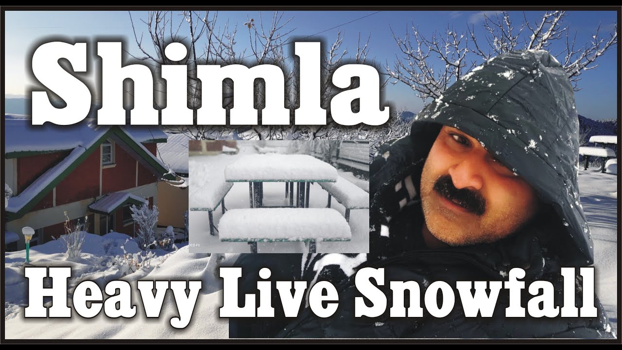 Watch Heavy Snowfall in Shimla Cedar Height Resorts YouTube