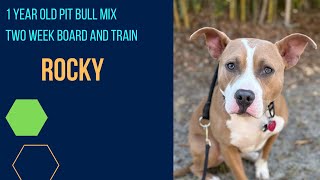 1yr old Pit Bull Mix | Off Leash K9 Training | Columbia SC