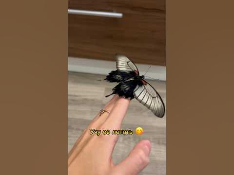 Учу бабочку летать 😳 Такого, вы еще не видели. #бабочка #птицы # ...