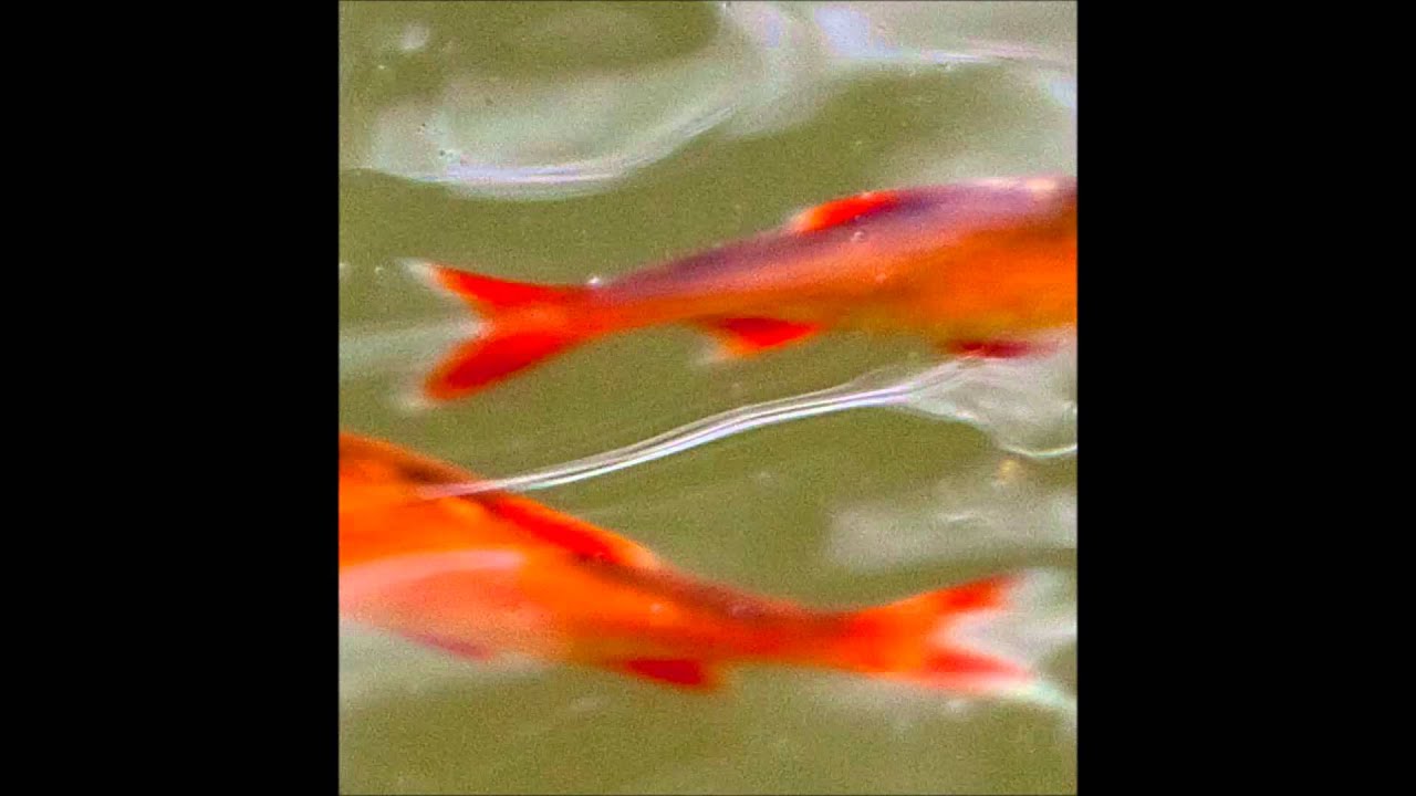 Watch Lo Delta by Afterlife on YouTube Watch Lo Delta by Afterlife on YouTube