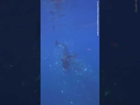 Watch An Orca Ram A Sunfish So Hard It Explodes