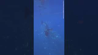 Watch An Orca Ram A Sunfish So Hard It Explodes
