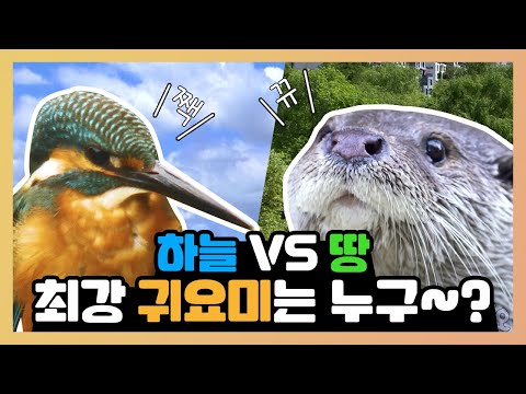 ※심장폭행주의※ 오산천은 동물농장?! 동물의 왕국으로 변한 오산천 속 귀여운 생명체 모음zip | 삼성 반도체 다큐