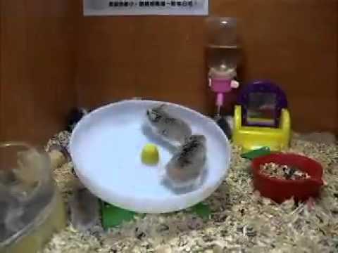 Video: Kodėl žiurkėnai Kanda