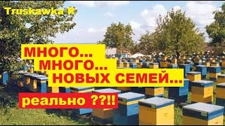 #Пчёлы. Количество новых семей от одной семьи за сезон. Нужно увеличить пасеку?