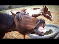 Funny Horses 2016 (HD) [Funny Pets]
