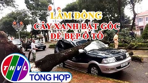Cây xanh bật gốc, đè bẹp ô tô tại Lâm Đồng