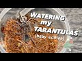 WATERING my BABY TARANTULAS !!!