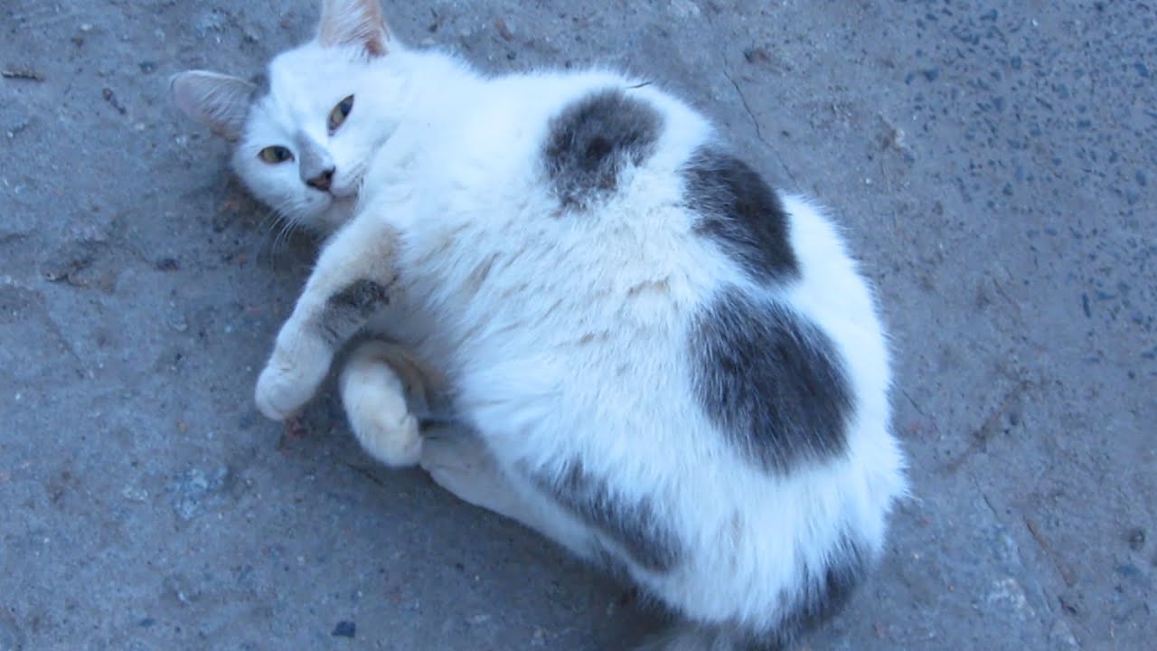 Cute cat flirting with me YouTube