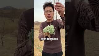 茵陈茶的诞生之旅：从采摘到冲泡的修行之路