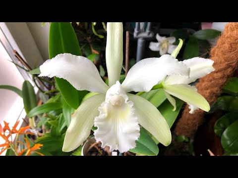 Wideo: Uprawa Brassavola: Rodzaje orchidei Brassavola