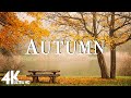 Enchanting Autumn Forests with Beautiful Piano Music🍁4K Autumn Ambience &amp; Fall Foliage