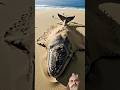 shark 🦈🐬 #seal #animals #ocean #viral #wildlife #shorts #trending