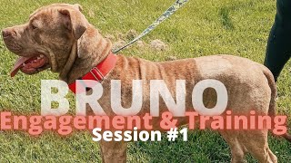 Engagement and Training with an American Pitbull Terrier Chinese Shar pei mix