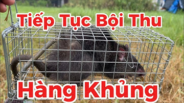 06/ Bẫy Chuột Cống Nhum Bài Mồi Siêu Nhậy#ĐìnhQuyềnVlogs