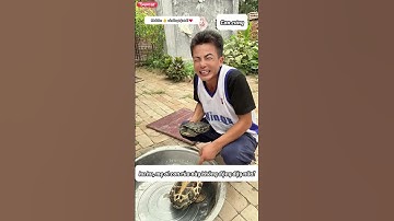 Chú rùa không động đậy khiến cả nhà khóc lóc #shorts #shortvideo #funny #comedy