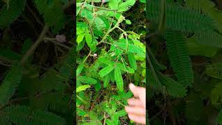 La dormilona, Mimosa Pudica, plantas exóticas de la selva #peru #manu