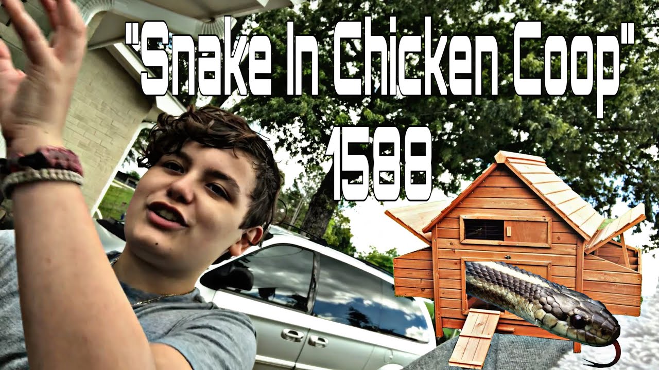 Snake In Chicken Coop Vlog_1588 YouTube