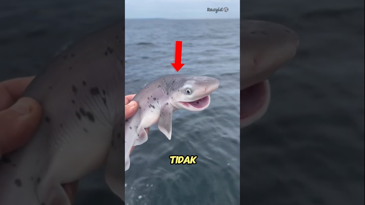 😨 Kenapa Kita Tidak Boleh Menangkap Bayi Hiu!