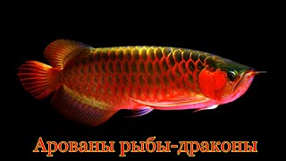 видео: Арованы рыбы драконы картинка: Арованы рыбы драконы