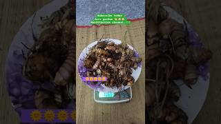 #turmeric #harvesting #happiness #gardening #nature #gardening #happygardening #மாடித்தோட்டத்தில்