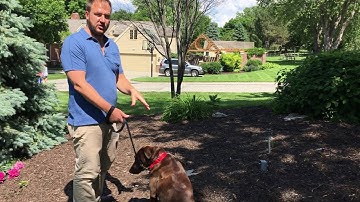 Counterconditioning Harper to Stop Barking Aggressivly at People