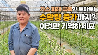 시든 토마토가 다시 정상 생육? 30% 수확량 증가까지! 비결은 뿌리발근