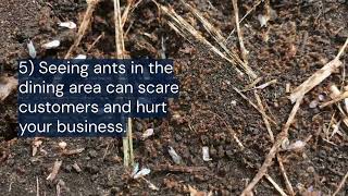 10 Warning Signs of an Ant Infestation in Your Restaurant | Pest Control Tips for Food Businesses