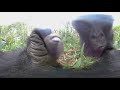 A gorilla stole our 360 degree camera!