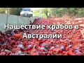 Нашествие крабов в Австралии