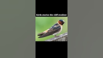 birds stories the Cliff swallow bird