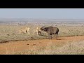 Young male lions make their first hunt