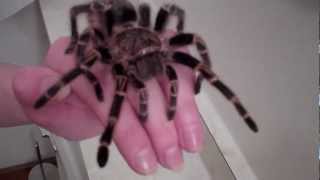 Chaco Den Knee Tarantula Handling