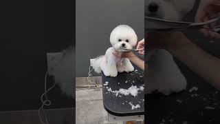 RARE MALTIPOO dog transformation into a fluffy cloud with most adorable face cut #maltipoo #grooming